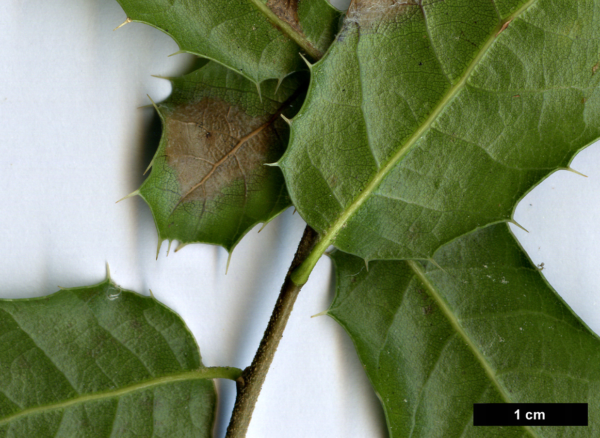 High resolution image: Family: Fagaceae - Genus: Quercus - Taxon: coccifera - SpeciesSub: subsp. calliprinos